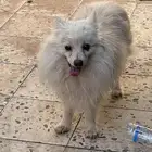 يوجد لدي كلب