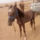مهر شعبي للبيع