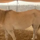 احصان شعبي