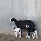 بيعت الله يبارك له نجديه متوم