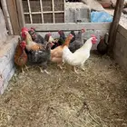 دجاج بلدي بياض