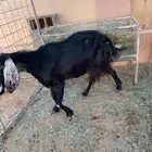 عنز تامه