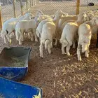 ذبائح نعيمي حري سواكني ذبح وتوصيل