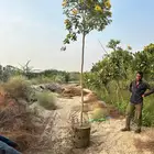 اشجار كميات كبيرة للبيع بالجملة للمشاريع