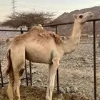 بكره للبيع