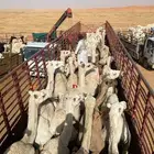 تريلا نقل ابل وهجن ومزايين حلال عفش علف جميع المناطق
