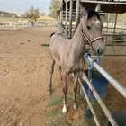 مهره شعبيه للبيع