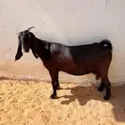( تم البيع ) عنز قبرصية دافع