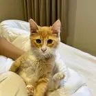 قط العمر 4 اشهر