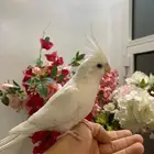 تم البيع كروان البينو متكلم