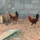 للبيع ( ديك)