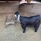 تيس عارضي فحل منتج