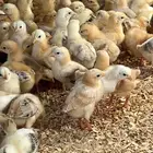 صوص بلدي العمر 17يوم