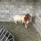 رخال نعيميات جذعات