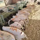 نعيمي ارني وبرابر وتيوس جمله وتفريد