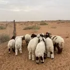 بهم نعيم تم البيع