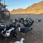 بط مصري للبيع