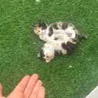 3 قطط شيرازي