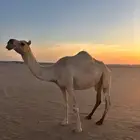 للبيع ناقه لقحه لها ست شهور شقحا سنه فاطر