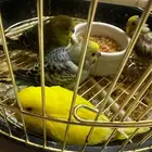 فروخ بادجي نهايه غر وبدايه تكسير حب