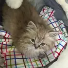 قط صغير