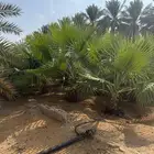 نخل أمريكي للبيع   جودة عالية وأسعار مناسبة