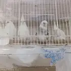 كروانات البينو وهولندي