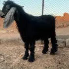 تيس عارضي طيب