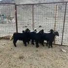 تيوس مخاصي