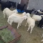 4 طليان