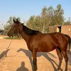 فرس انقليزية تنفع حاضنة