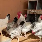 بيض دجاج فرنسي كولمبي ابيض مخصب