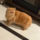 قط ذكر تبني بيكي فيس