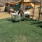 عنز تحتها ثنتيين جفار برص فواخر