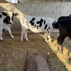 عدد 3 بقرات للبيع