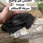 أرنب