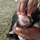معزا عوارض ومصريه وهولنديه