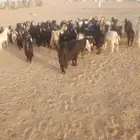 ماعز