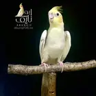 كروان باستيل فيس