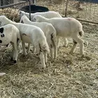 بهم تربيه