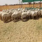 غنم مراح واحد 830
