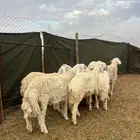 للبيع بهم حري طيب