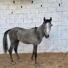 مهر شعبي حصان