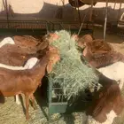 نعيمي اردني وسواكن وتيوس تربيه 4 شهور