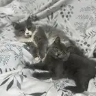 كيتنز سكوتش ستريت وشيرازي
