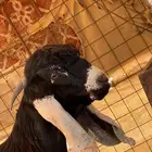 تيس عارضي صنف