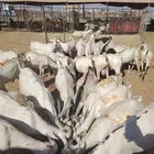مواشي للجمله من الباحه
