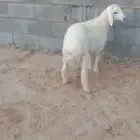 خروف اربع اشهور
