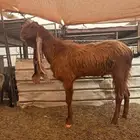 تيس للبيع