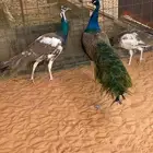 3 طواويس صحة جيدة ذكر و2 انثى